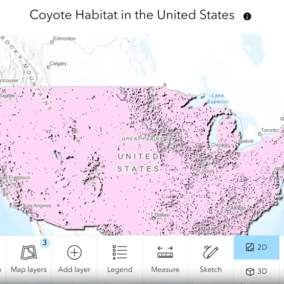 Esri StoryMap - Biology - Coyotes